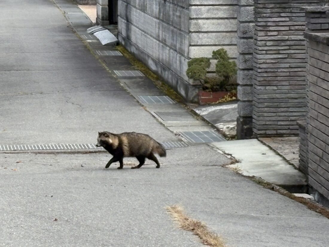 自宅前のたぬきち